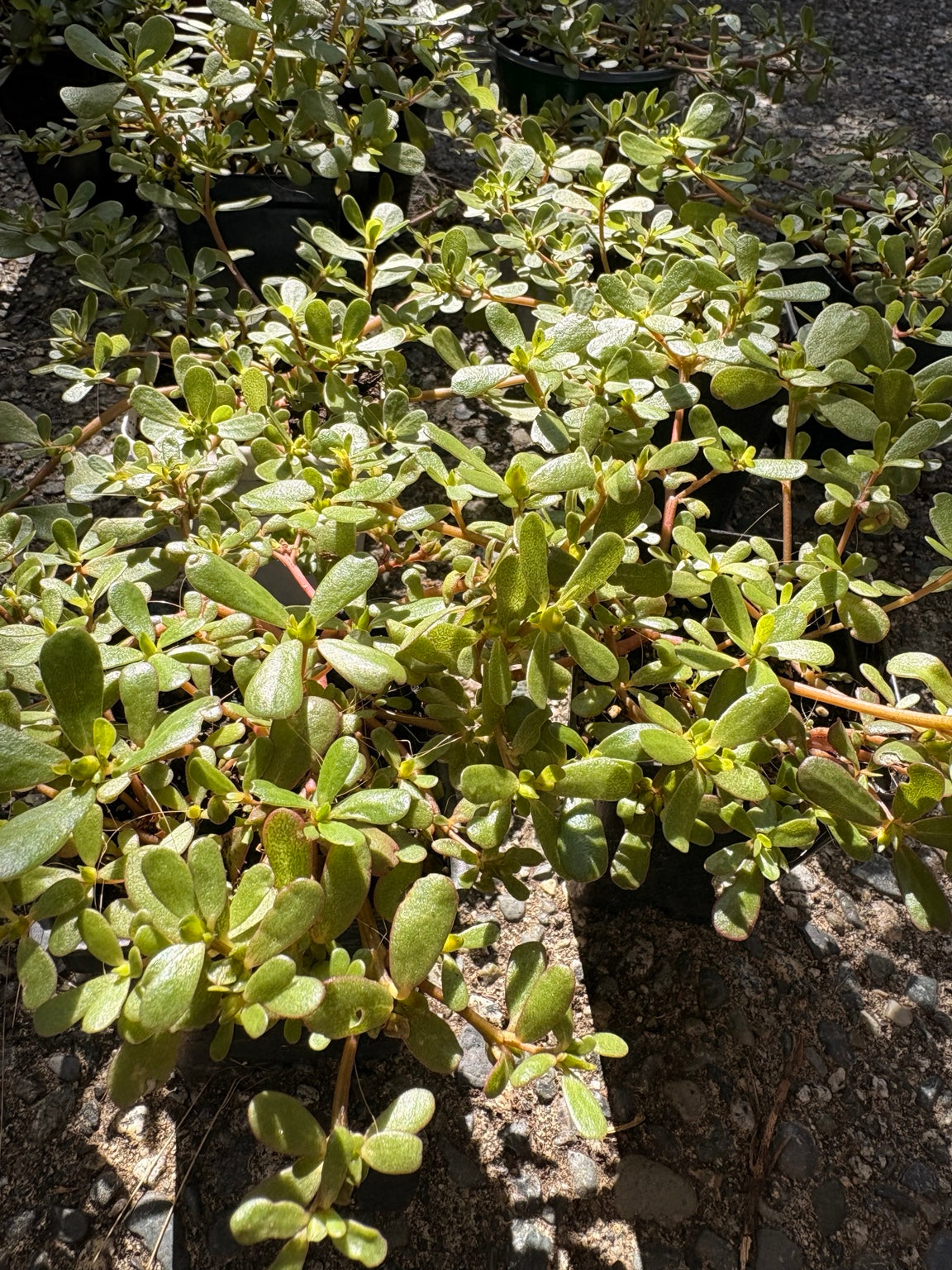 Purslane plants with spreading stems and succulent green leaves