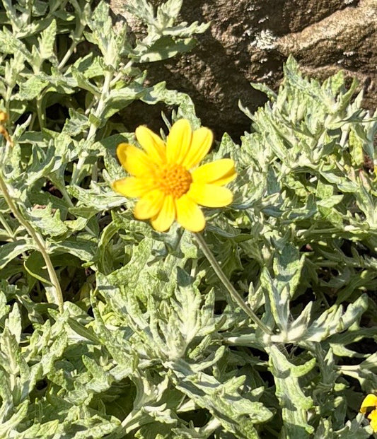 Woolly Sunflower Seeds