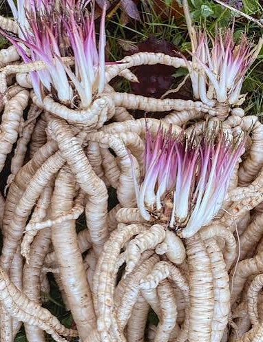 Skirret Seeds