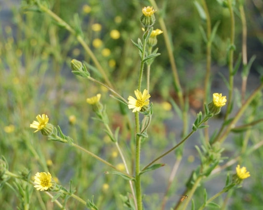 PRE-ORDER: Madia (Madia gracilis) — Traditional Pinole Seed