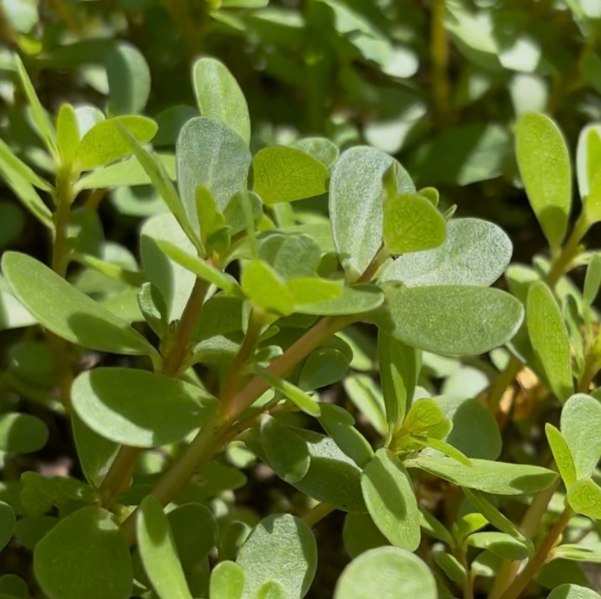 Close-up of garden-grown purslane leaves