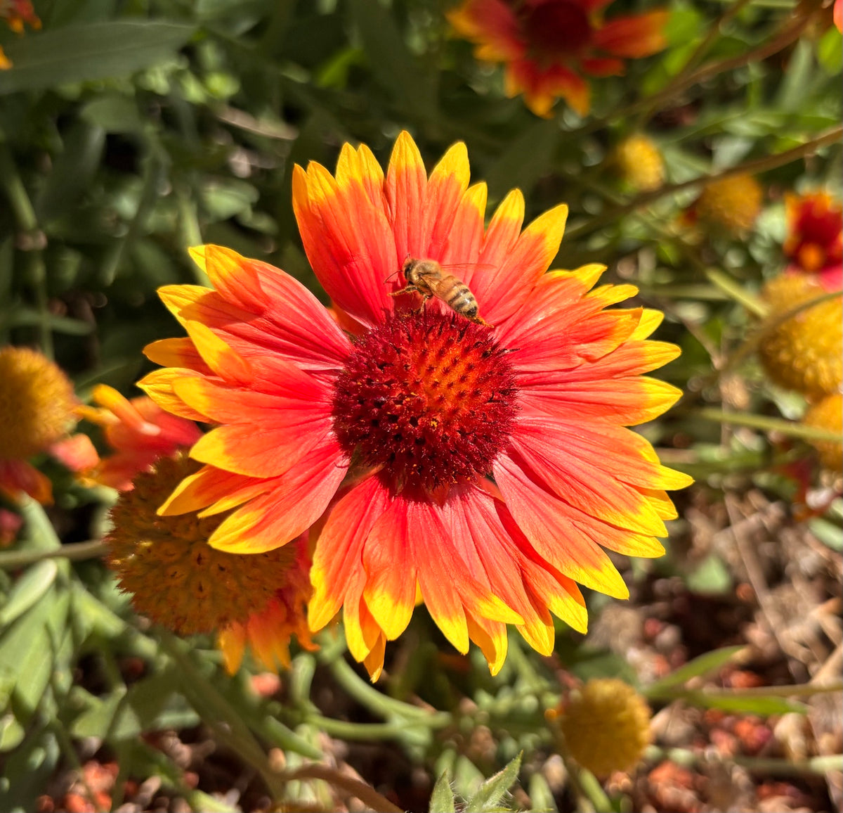 Bee visiting a red-orange blanket flower with yellow petal tips in the PiiQ garden.