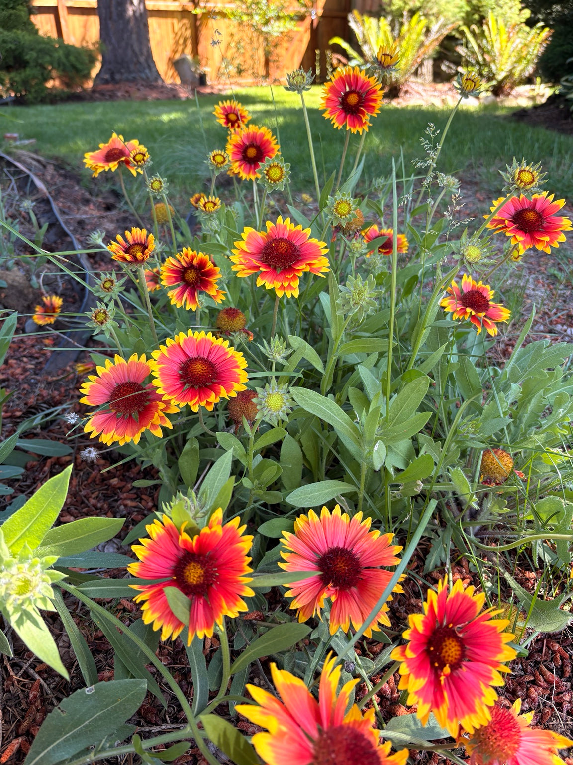 Blanket flower plants with numerous red and yellow blooms growing in the PiiQ garden on Vancouver Island.