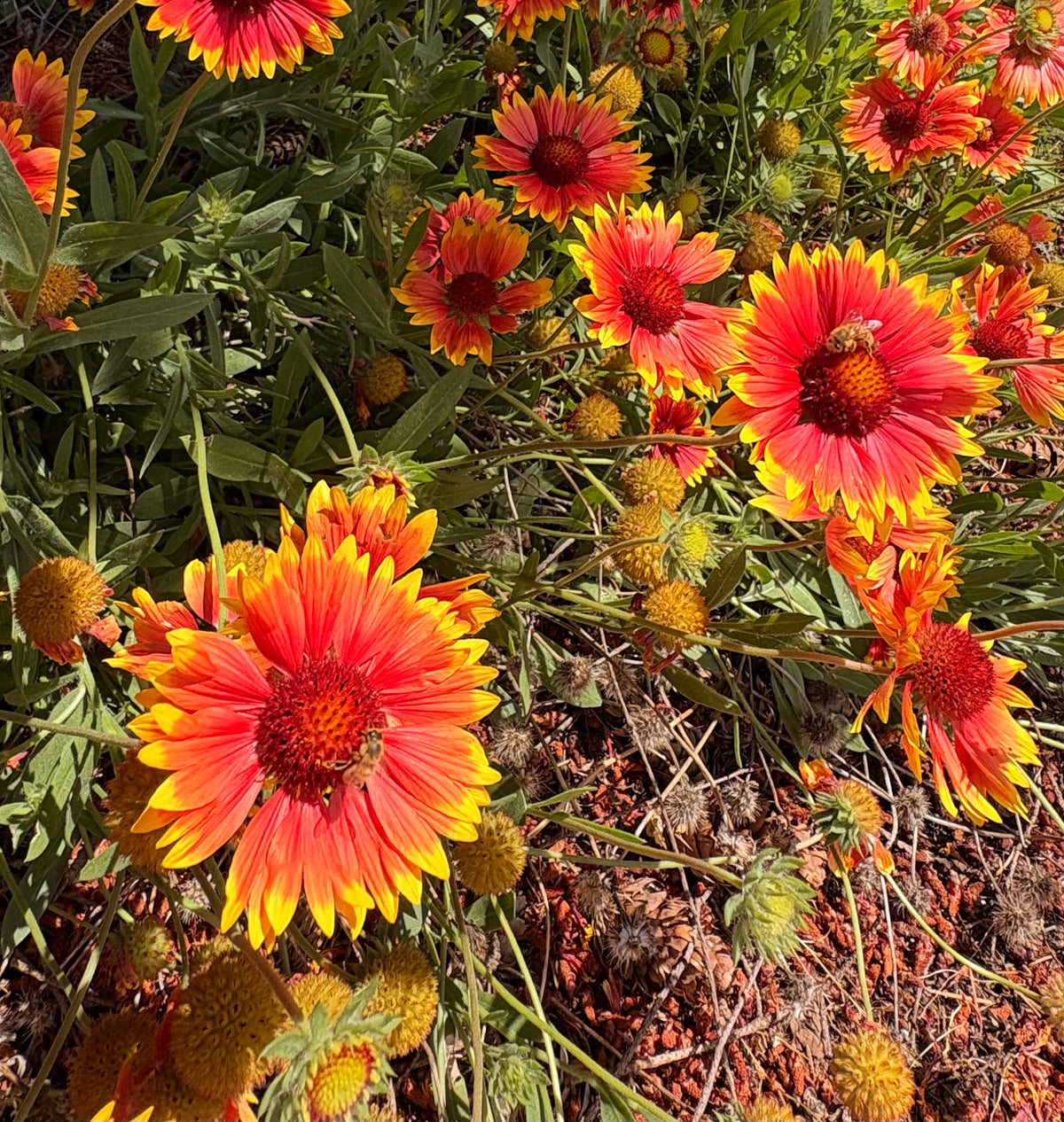 Bees visiting red-orange and yellow blanket flowers among foliage and seed heads.