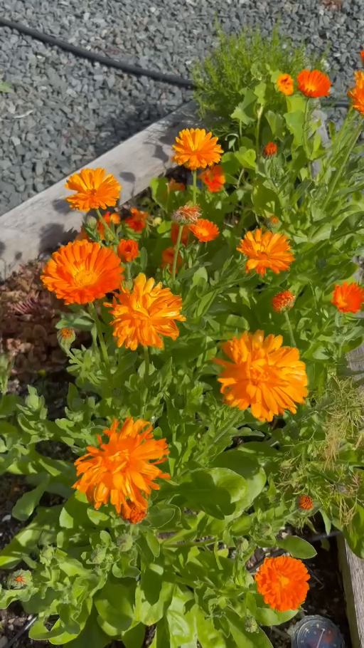 Orange calendula flowers growing in the PiiQ garden, captured from the grower's video.