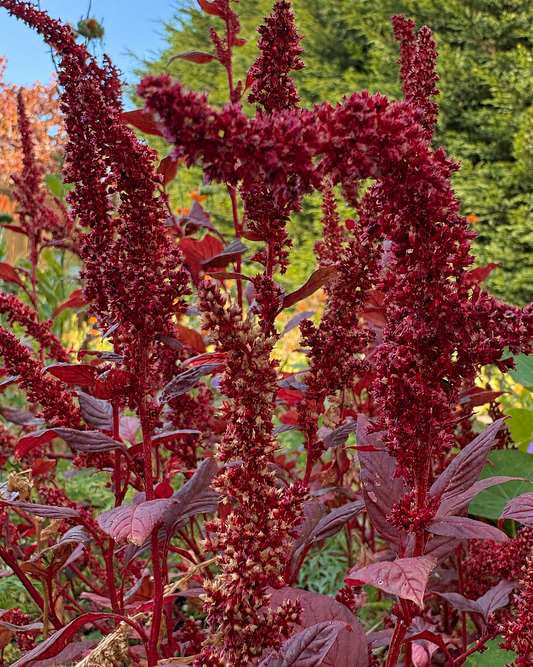 Red amaranth with rich burgundy foliage and upright and arching flower spikes; colour-adjusted photograph of the PiiQ parent plants.